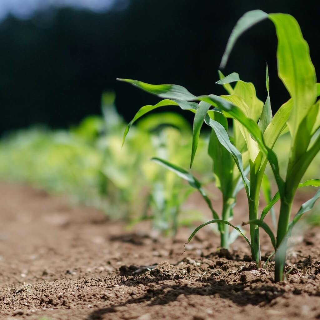 agriculture_2