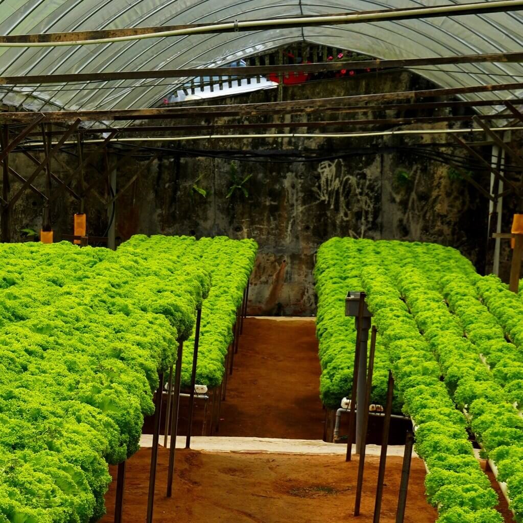 agriculture_3