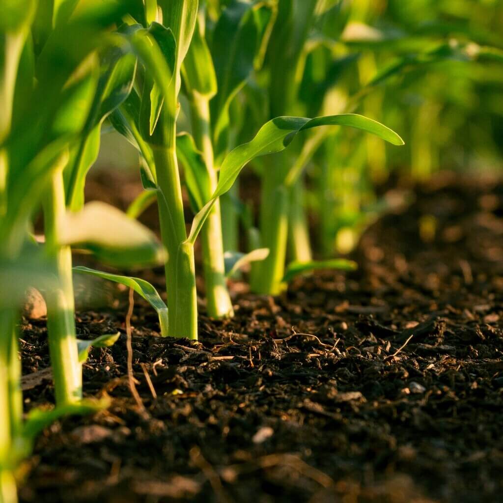 agriculture_7