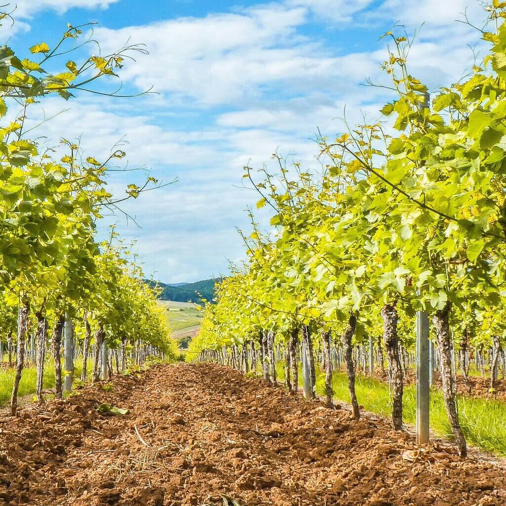 agriculture_8