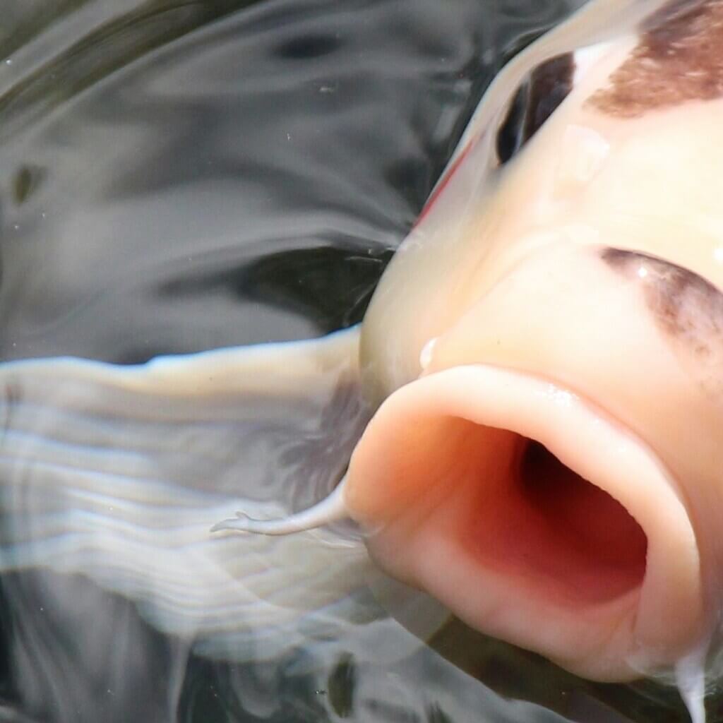 Aquaculture_2