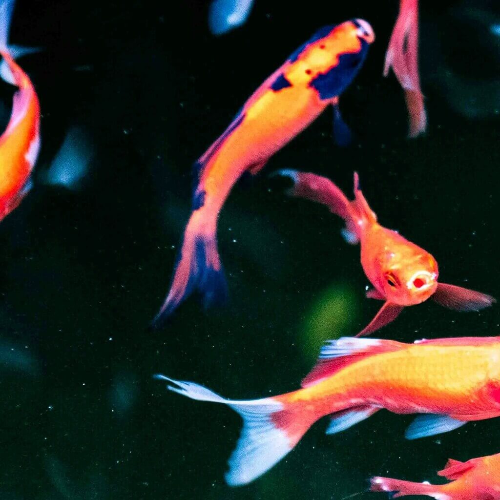 Aquaculture_4