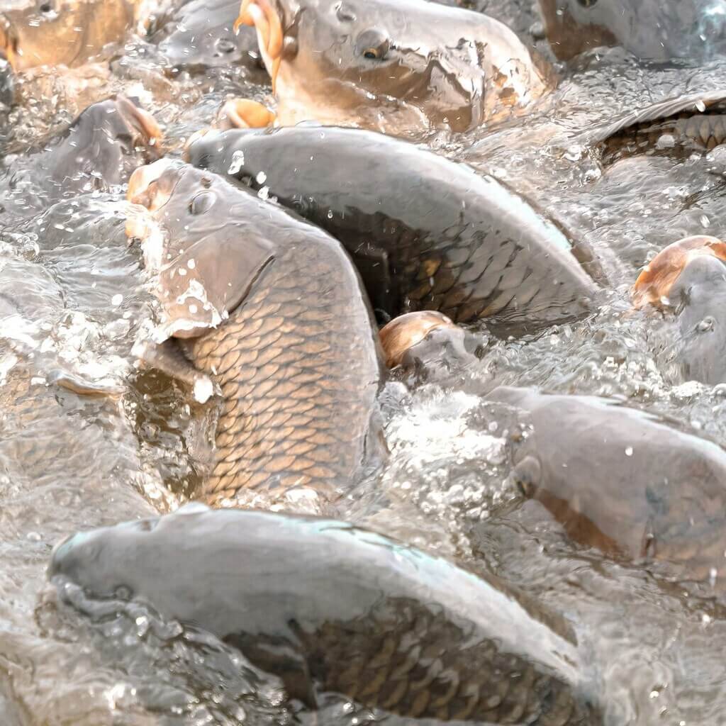 Aquaculture_5