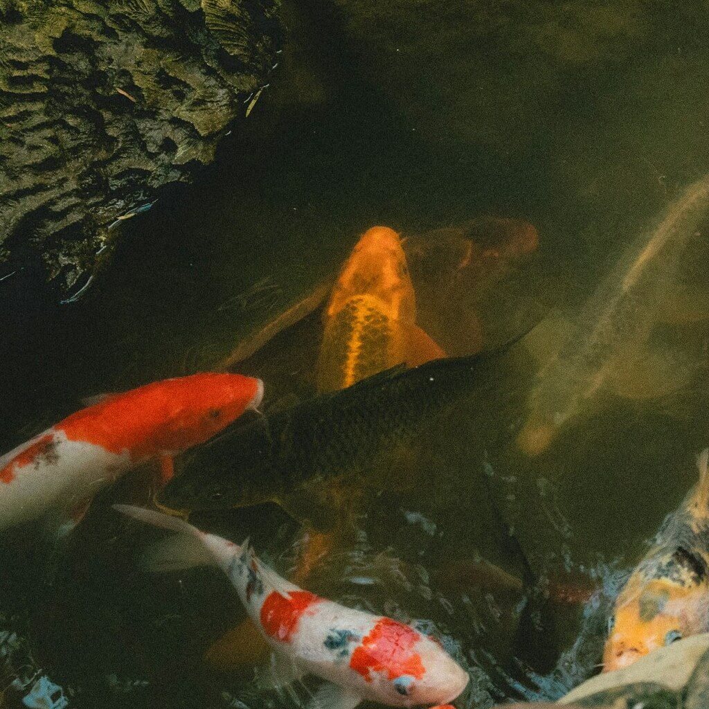 Aquaculture_8